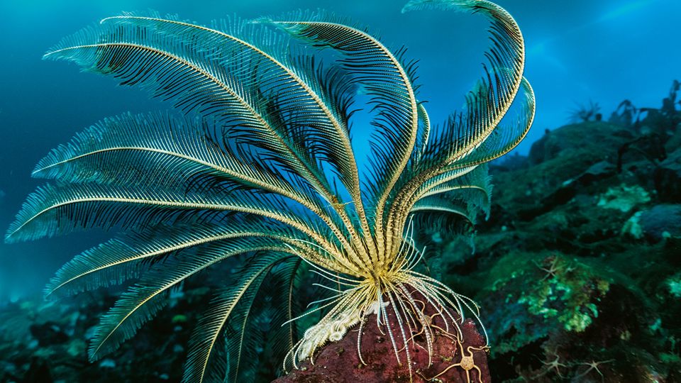 Abtauchen in der Antarktis: 30 Meter unter dem Eis winkt ein Haarstern auf der Suche nach Futterpartikeln mit seinen Armen, die Palmwedeln ähneln. Für seine Aufnahmen tauchte der französische Fotograf Laurent Ballesta bis zu 70 Meter tief. 30 Meter unter dem Eis winkt ein Haarstern auf der Suche nach Futterpartikeln mit seinen Armen, die Palmwedeln ähneln. Für seine Aufnahmen tauchte der französische Fotograf Laurent Ballesta bis zu 70 Meter tief.