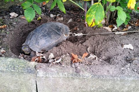 Den Tierschützern zufolge wollte der Besitzer, dass die Schildkröte in seinem Garten Eier legt