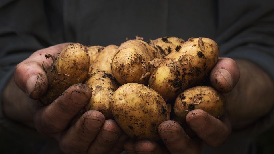 Potatoes should be washed, not only because they can be contaminated with pesticides from conventional farming, but also because they are dug straight out of the ground and therefore have a lot of dirt stuck in them.