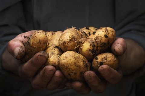 Kartoffeln sollte man waschen, nicht nur, weil sie aus konventionellem Anbau mit Pestiziden belastet sein können, sondern auch, weil sie direkt aus der Erde gegraben werden und daher noch viel Dreck an ihnen klebt.