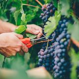 Auf den Trauben fand die "EWG" 15 verschiedene Pestizide. Kaufen Sie diese daher aus biologischem Anbau und vergessen Sie nicht: Rosinen sind getrocknete Trauben.