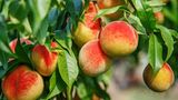 Pfirsiche immer aus biologischem Anbau beziehen.