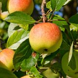 Laut "EWG" sind 98 Prozent der Äpfel mit Pestiziden belastet. Kaufen Sie auch Apfelsaft und Apfelmus in Bio-Qualität.