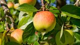 Laut "EWG" sind 98 Prozent der Äpfel mit Pestiziden belastet. Kaufen Sie auch Apfelsaft und Apfelmus in Bio-Qualität.