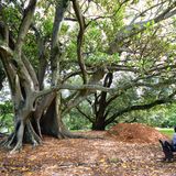 Albert Park Auchland