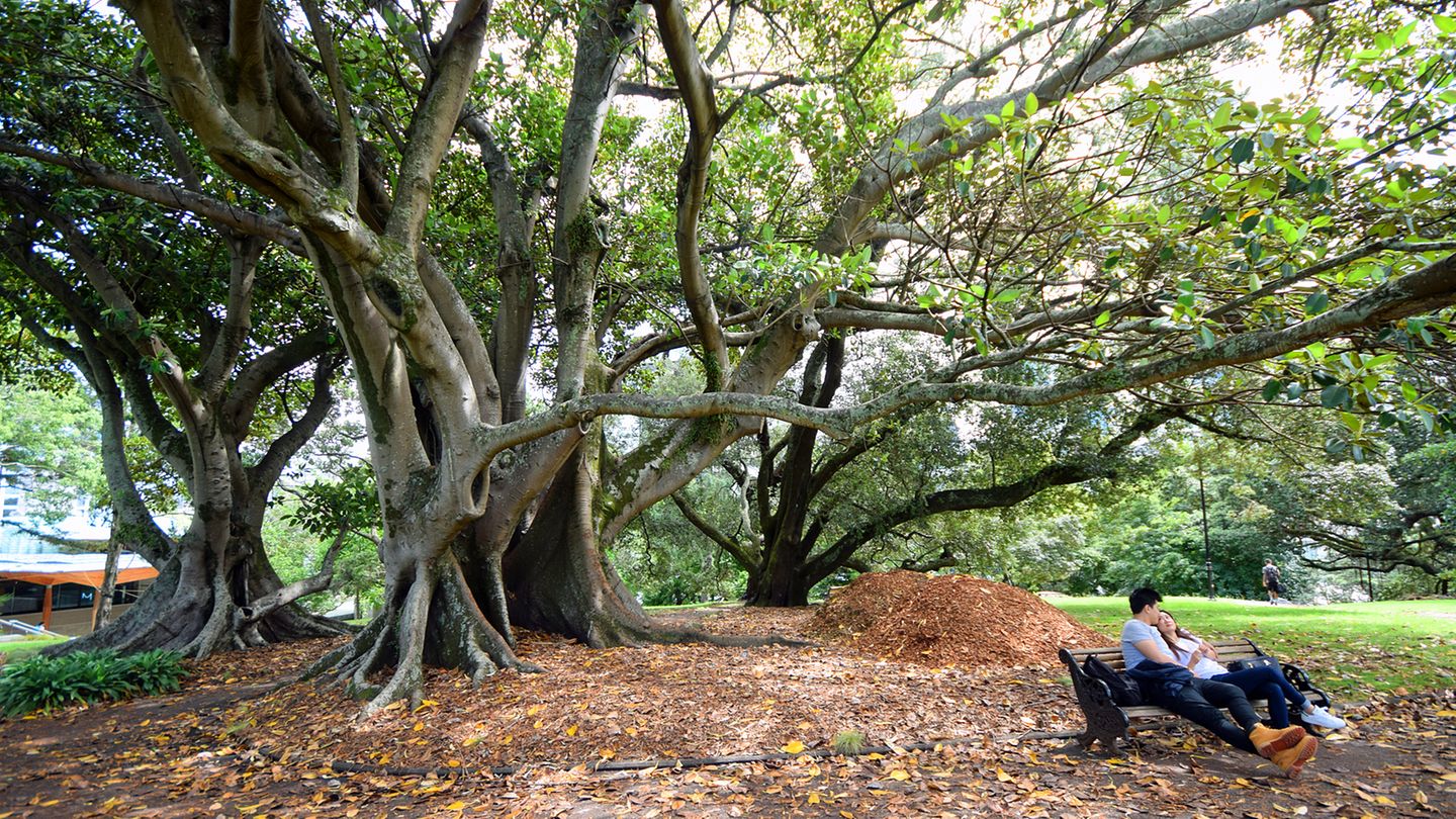 Albert Park Auchland