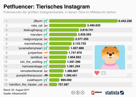 Die Beliebtesten Tiere Auf Instagram Katzen Hunde Und Ein