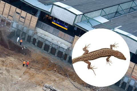 Stuttgart 21 vs. Artenschutz: Schotter für Millionen
