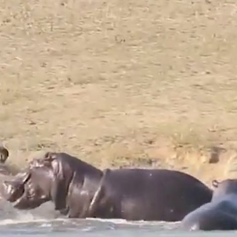 Heldenhaftes Hippo: Krokodil verbeißt sich in Gnu - dann bekommt das Opfer überraschende Hilfe