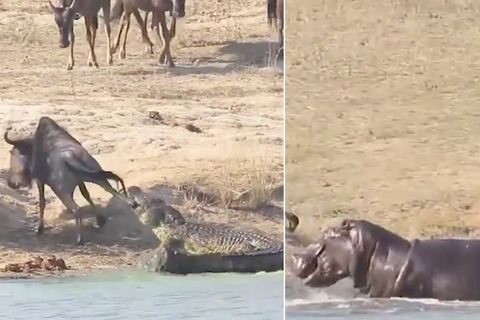 Heldenhaftes Hippo: Krokodil verbeißt sich in Gnu - dann bekommt das Opfer überraschende Hilfe