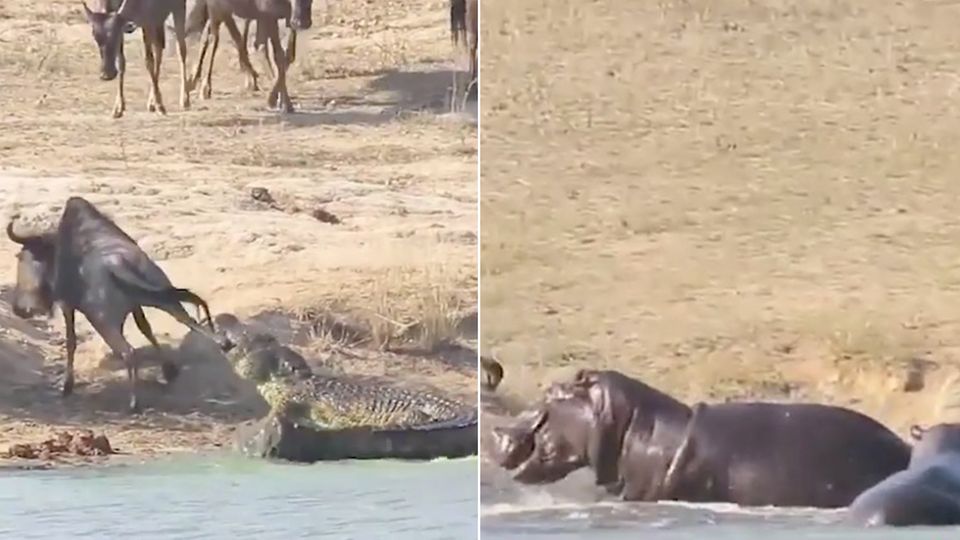 Heldenhaftes Hippo: Krokodil verbeißt sich in Gnu - dann bekommt das Opfer überraschende Hilfe Heldenhaftes Hippo: Krokodil verbeißt sich in Gnu - dann bekommt das Opfer überraschende Hilfe