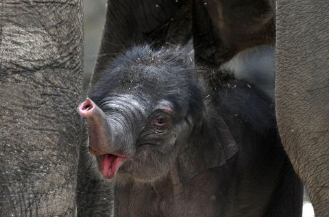 US-Amerikanerin vererbt Kölner Zoo 22 Millionen Dollar
