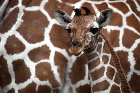 Kölner Zoo erbt 22 Millionen Dollar - dahinter steckt eine bewegende Geschichte
