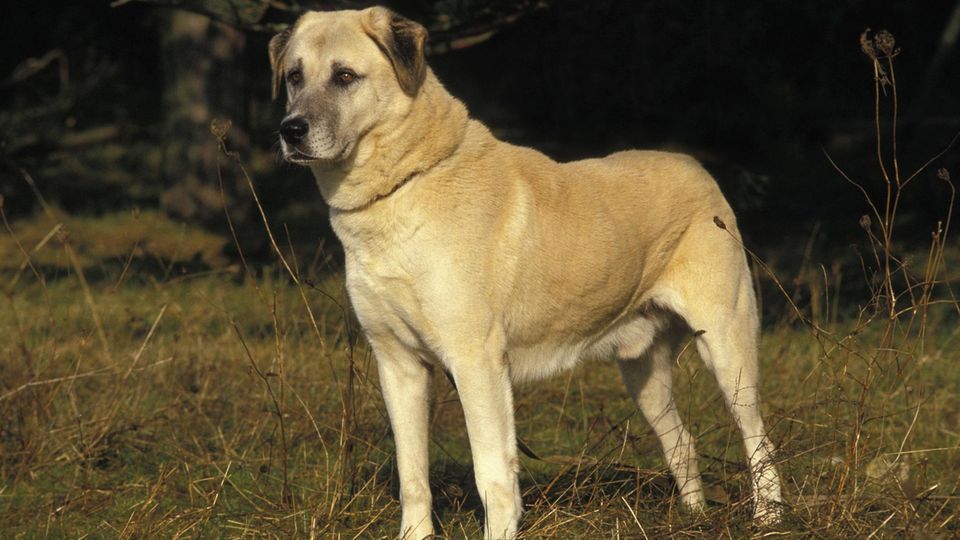 Riesiger Hund spaziert auf Nürnberger Schnellstraße Riesiger Hund spaziert auf Nürnberger Schnellstraße