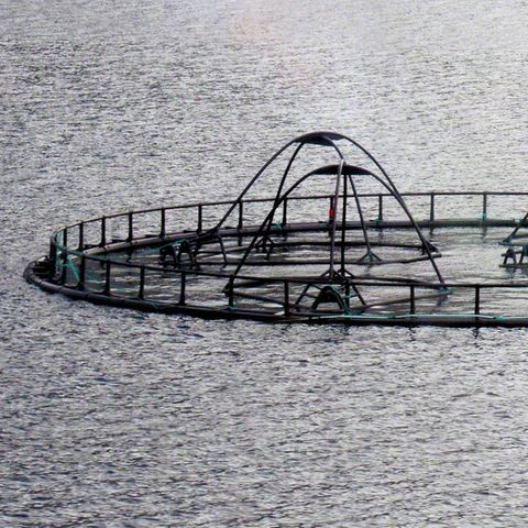 In der Aquakultur schwimmen die Fische im Gehege