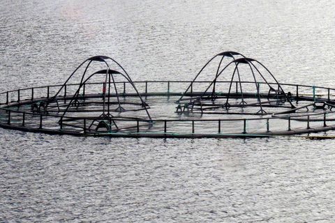 In der Aquakultur schwimmen die Fische im Gehege