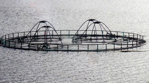 In der Aquakultur schwimmen die Fische im Gehege