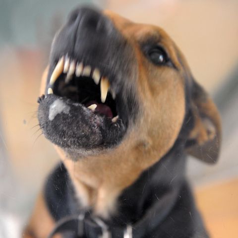 Nachbarn beschwerten sich über zu lautes Bellen eines Hundes. (Symbolbild)