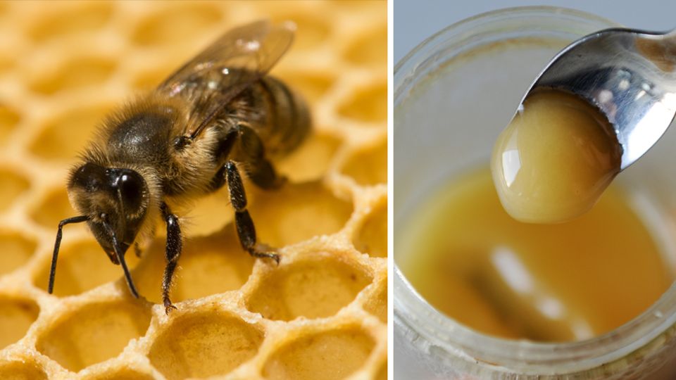 Gefahr für Honigsammler: Die Amerikanische Faulbrut wird durch Bakterien ausgelöst