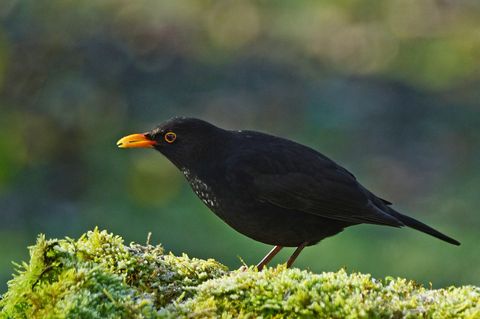Usutu-Virus tötet massenhaft Amseln: Ein Amselmännchen sitzt auf einem moosbewachsenen Baumstumpf
