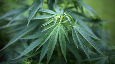 Drogen im Garten: 20 Cannabispflanzen mit einer Größe von bis zu 1,5 Metern gediehen bei der Familie