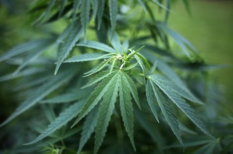 Drogen im Garten - ein 13-Jähriger verpfeift seine Mutter