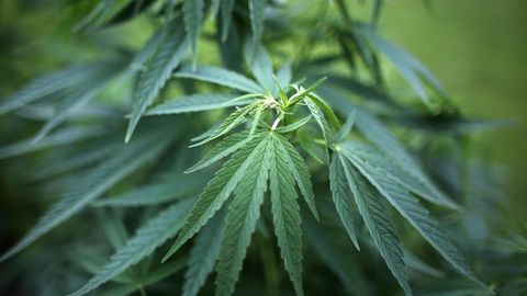 Drogen im Garten - ein 13-Jähriger verpfeift seine Mutter
