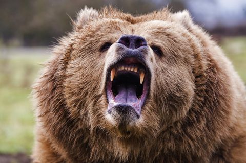 Grizzlybär