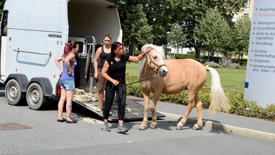 Die Stute Dana vor dem Klinikum Fürth