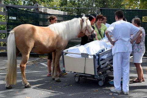 Abschied nehmen: Pflegepferd Dana am Bett der sterbenskranken Patientin