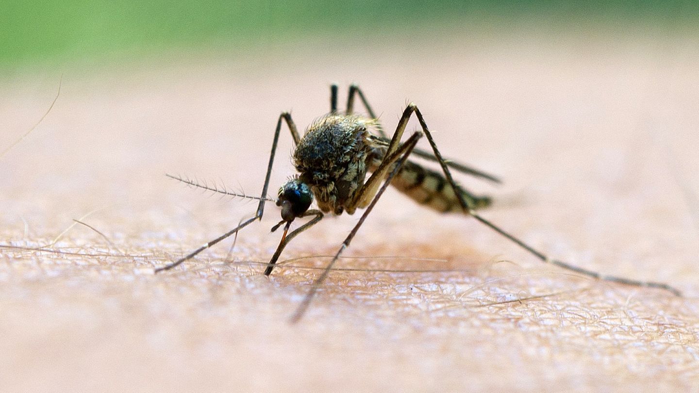 In Italien ist ein vierjähriges Mädchen an Malaria gestorben