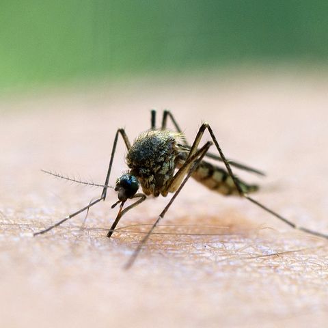 In Italien ist ein vierjähriges Mädchen an Malaria gestorben
