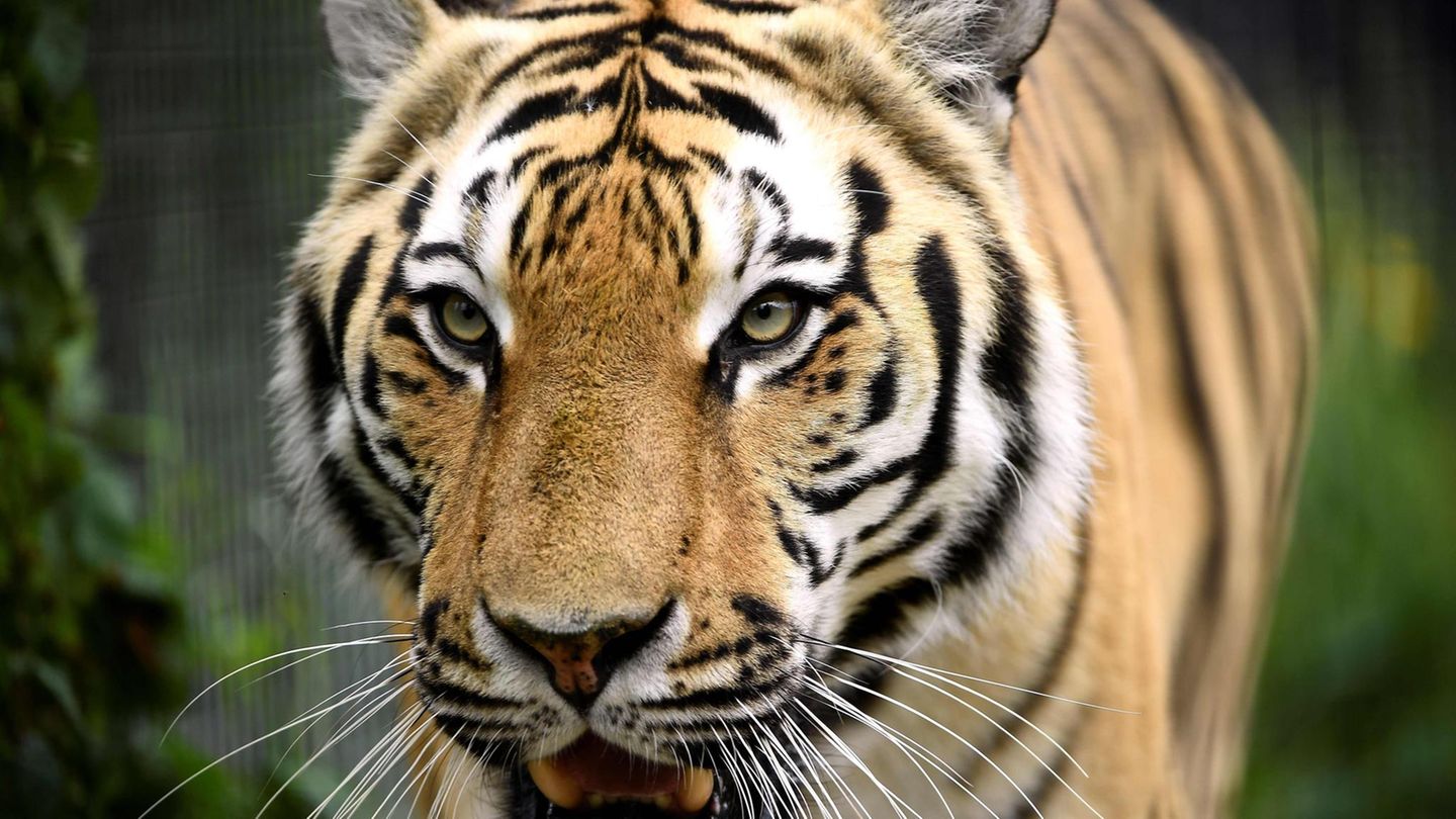 Tiger