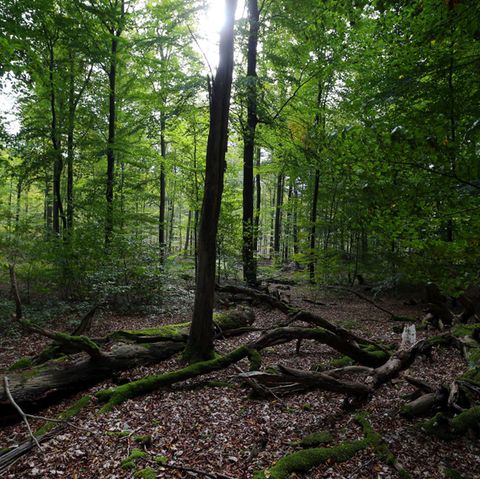 In einem Waldgebiet in Bayern wurde ein menschliches Skelett gefunden (Symbolbild)