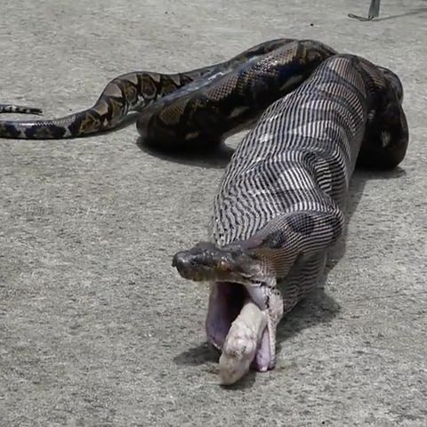 Thailand: Python frisst Katze und speit sie wieder aus