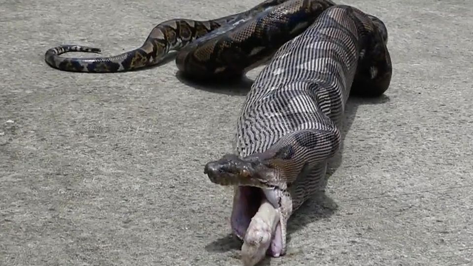 Thailand: Python frisst Katze und speit sie wieder aus