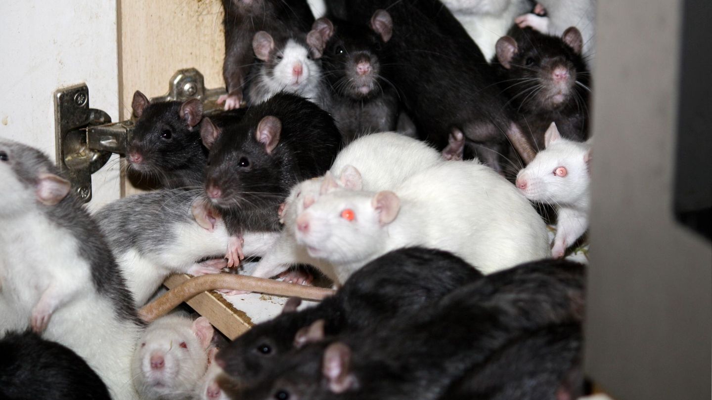 Junge Querschnittsgelähmte erleidet bei Rattenattacke in Frankreich 225 Wunden