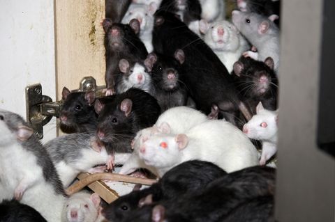 Junge Querschnittsgelähmte erleidet bei Rattenattacke in Frankreich 225 Wunden