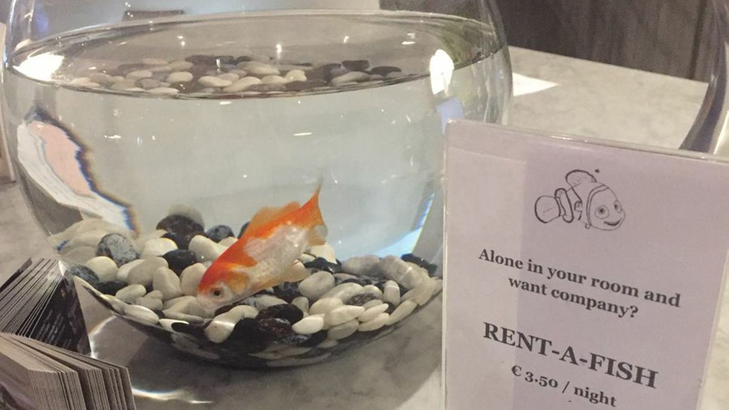 Goldfisch-Angebot im Charleroi Airport Hotel
