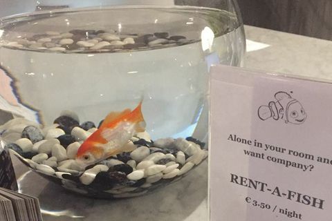 Goldfisch-Angebot im Charleroi Airport Hotel
