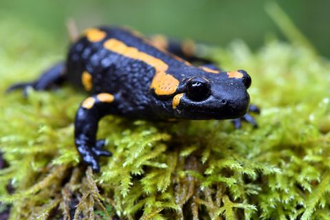 Die Bestände des Feuersalamanders reduzieren sich rapide