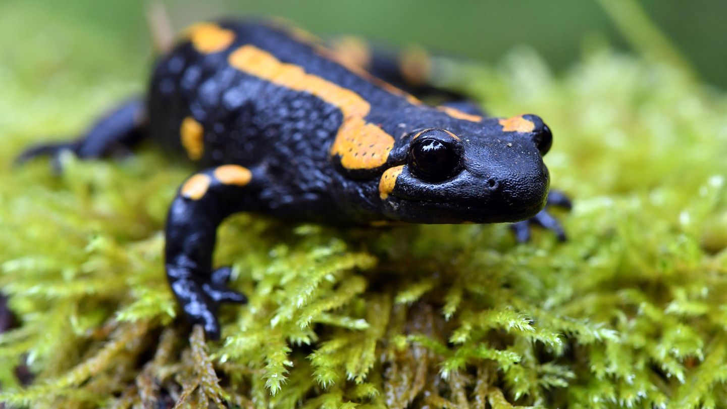 Die Bestände des Feuersalamanders reduzieren sich rapide