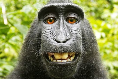 Das berühmte Affen-Selfie von 2011: Schopfmakake Naruto hantiert mit der Kamera und knipst das legendäre Foto