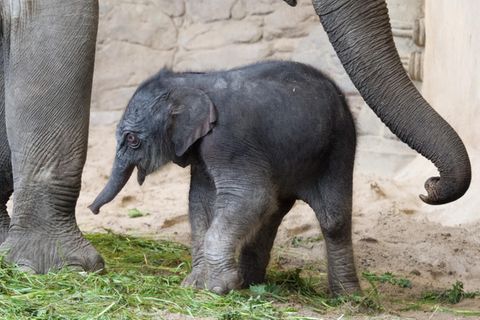 Das Elefanten-Baby "Püppi" im Tierpark Hagenbeck in Hamburg