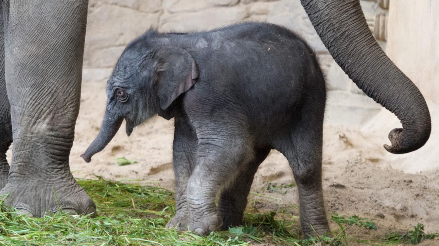 Das Elefanten-Baby "Püppi" im Tierpark Hagenbeck in Hamburg