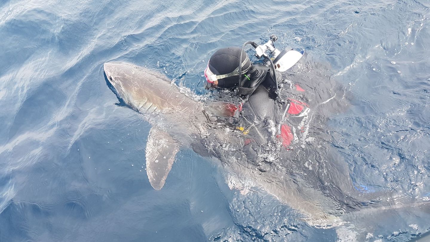 Weißer Hai "Fluffy" im Wasser vor Sydney