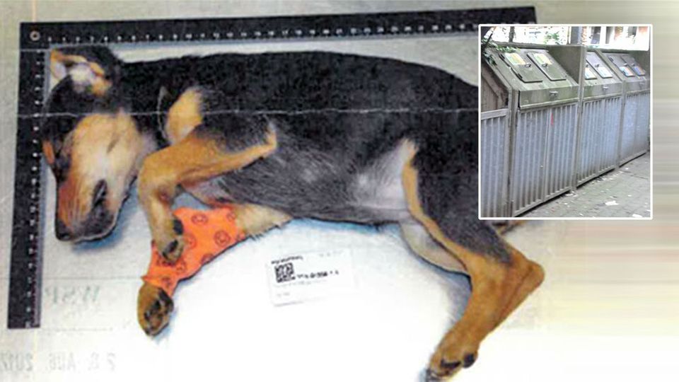 An einer Mülltonne fand ein Anwohner in Hamburg den schwer verletzten Hundewelpen - wenig später starb das Tier