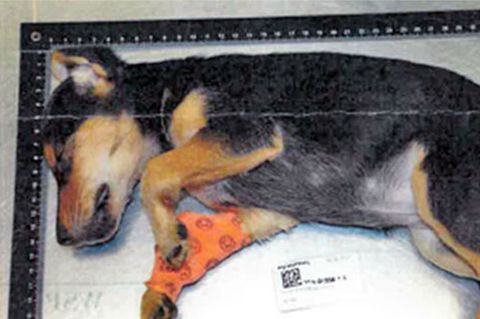 An einer Mülltonne fand ein Anwohner in Hamburg den schwer verletzten Hundewelpen - wenig später starb das Tier