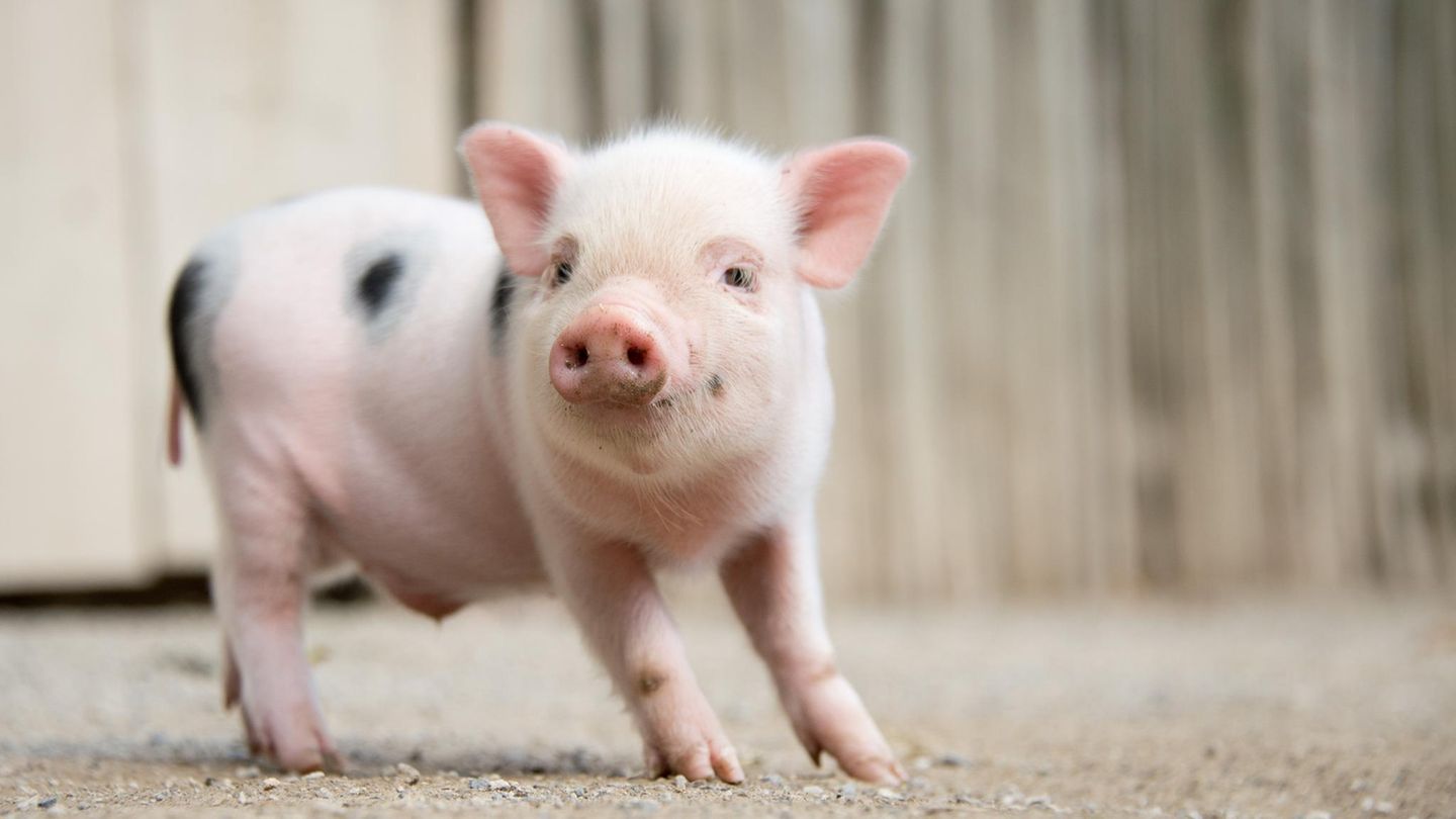 Mini-Schweinchen im Zoo Hannover (Niedersachsen)