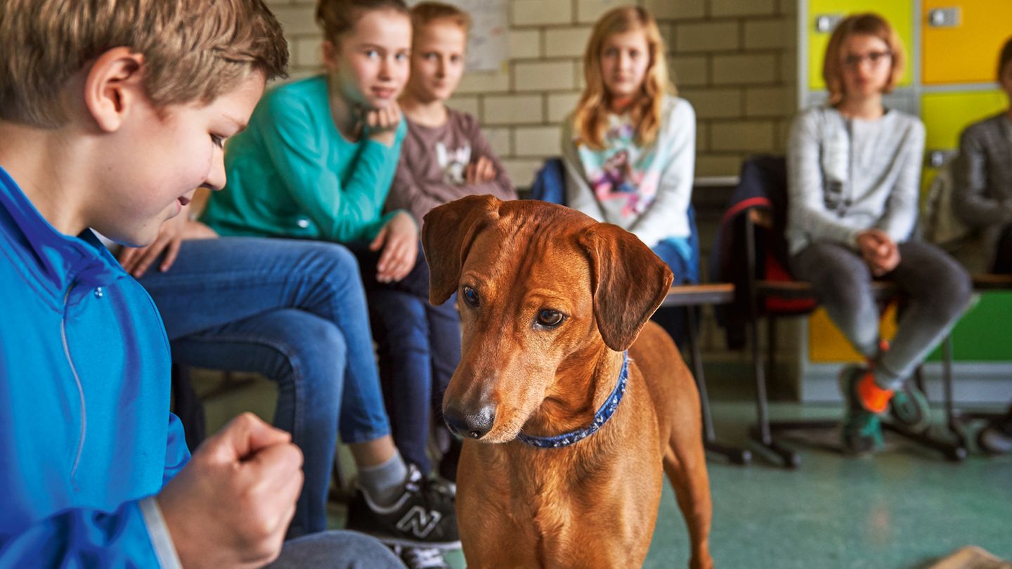 Hunde im Schulunterricht: Hunde im Schulunterricht